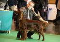 Crufts2010 2104